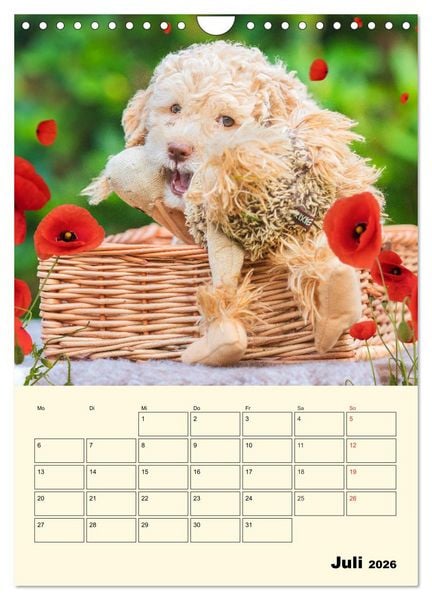 Produktbild: Jahresplaner Lagotto Romagnolo Welpen (Wandkalender 2026 DIN A4 hoch), CALVENDO Monatskalender