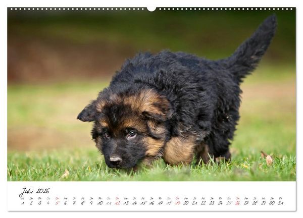Produktbild: Deutscher Sch&auml;ferhund - Welpen / CH-Version (hochwertiger Premium Wandkalender 2026 DIN A2 quer), Kunstdruck in Hochglanz