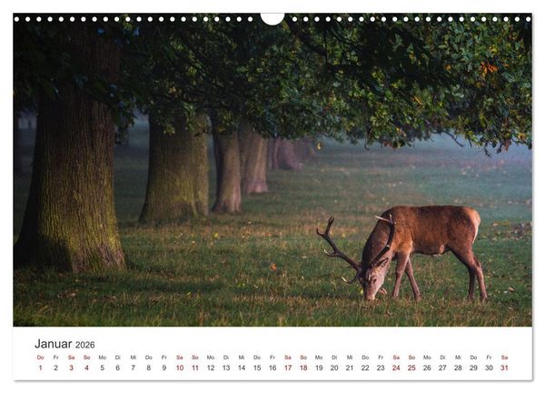Produktbild: Rothirsche - Die imposanten K&ouml;nige der W&auml;lder. (Wandkalender 2026 DIN A3 quer), CALVENDO Monatskalender