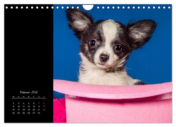 Produktbild: Chihuahua Welpen und Freunde (Wandkalender 2026 DIN A4 quer), CALVENDO Monatskalender