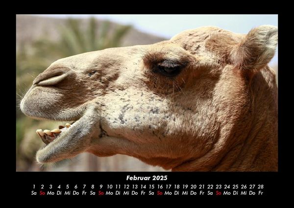 Produktbild: Zoobewohner 2025 Fotokalender DIN A3