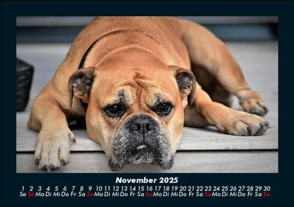 Produktbild: Hundezauber 2025 Fotokalender DIN A5