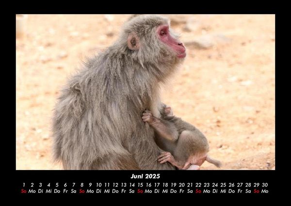Produktbild: Welt der Affen 2025 Fotokalender DIN A3