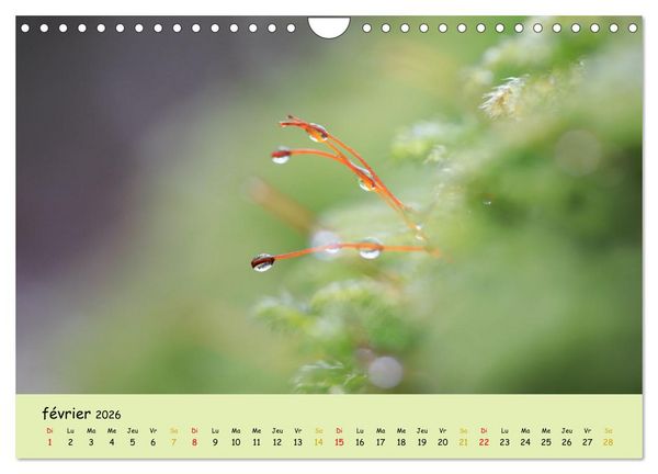 Produktbild: Le monde majestueux des mousses (Calendrier mural 2026 DIN A4 vertical), CALVENDO calendrier mensuel