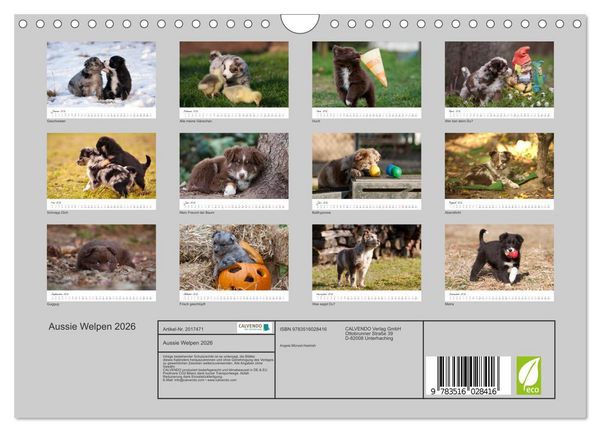 Produktbild: Aussie Welpen 2026 (Wandkalender 2026 DIN A4 quer), CALVENDO Monatskalender