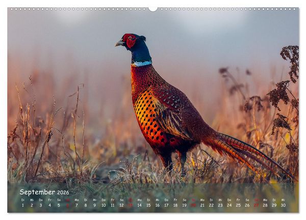 Produktbild: Jagd und Natur - Kalender f&uuml;r J&auml;ger mit Wildtieren Deutschlands im Jahreslauf (hochwertiger Premium Wandkalender 2026 DIN A2 quer), Kunstdruck in Hochglanz