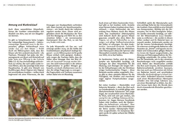 Produktbild: Wildbienen haben es auch nicht leicht
