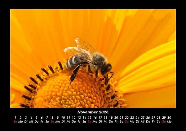 Produktbild: Bien 2026 Fotokalender DIN A3