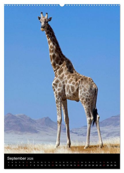 Produktbild: Faszination Namibia (Wandkalender 2026 DIN A2 hoch), CALVENDO Monatskalender