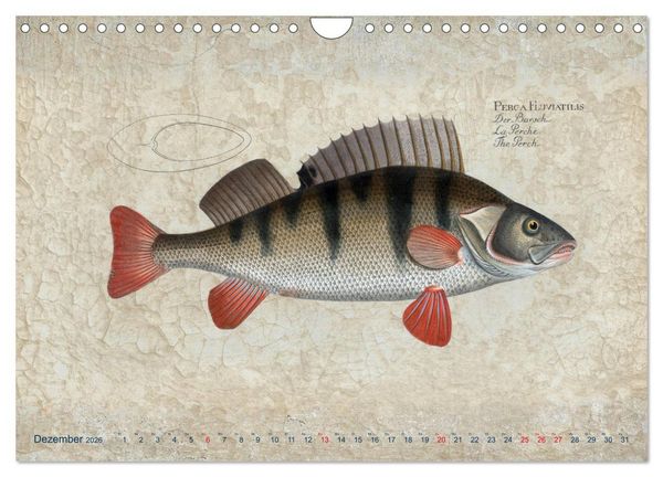 Produktbild: Antike Fischillustrationen nach Marcus Elieser Bloch (Wandkalender 2026 DIN A4 quer), CALVENDO Monatskalender