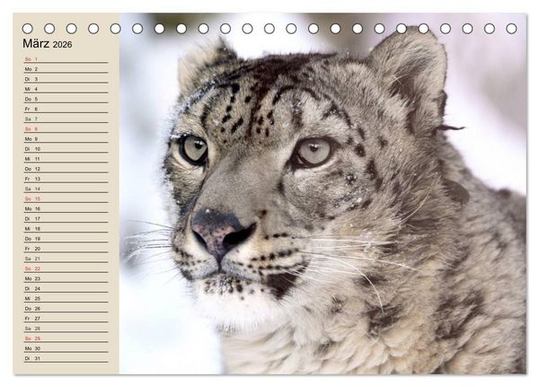 Produktbild: Schneeleoparden. Geschmeidige Gebirgsj&auml;ger (Tischkalender 2026 DIN A5 quer), CALVENDO Monatskalender