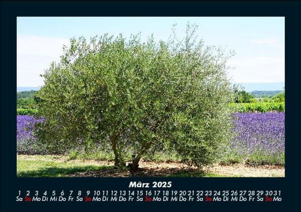Produktbild: B&auml;ume 2025 Fotokalender DIN A5
