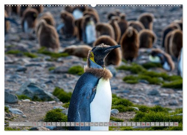 Produktbild: Einfach liebenswert diese Pinguine (hochwertiger Premium Wandkalender 2026 DIN A2 quer), Kunstdruck in Hochglanz