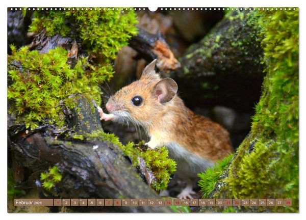 Produktbild: Gr&uuml;sse von der Maus! (hochwertiger Premium Wandkalender 2026 DIN A2 quer), Kunstdruck in Hochglanz