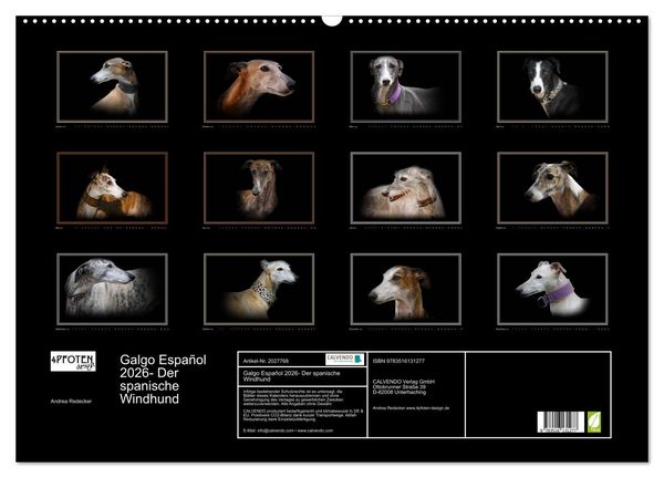 Produktbild: Galgo Espa&ntilde;ol 2026- Der spanische Windhund (Wandkalender 2026 DIN A2 quer), CALVENDO Monatskalender