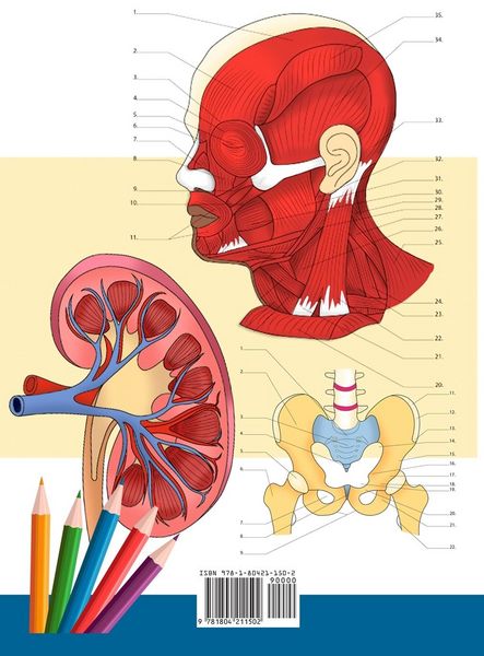 Produktbild: Anatomie und Physiologie Arbeitsbuch zum Ausmalen