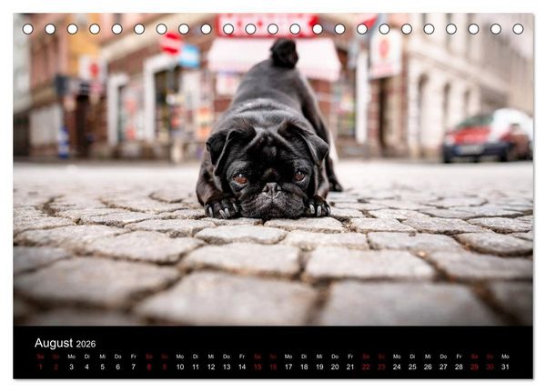 Produktbild: Diesel - ein mopsiges Leben (Tischkalender 2026 DIN A5 quer), CALVENDO Monatskalender