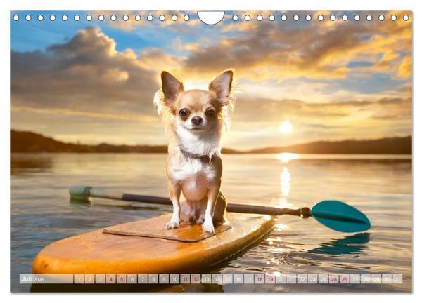Produktbild: Chillige Chihuahuas - Entspannte Fellnasen genie&szlig;en das Leben (Wandkalender 2026 DIN A4 quer), CALVENDO Monatskalender
