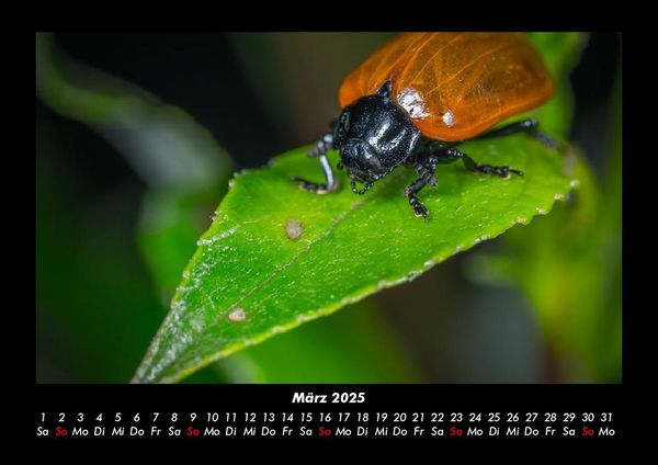 Produktbild: Pflanzen und Bl&uuml;ten 2025 Fotokalender DIN A3