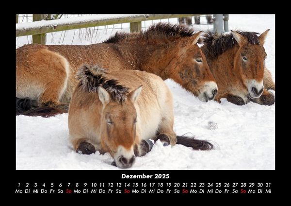Produktbild: Pferdegefl&uuml;ster 2025 Fotokalender DIN A3