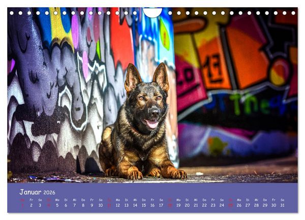 Produktbild: Hunde und Graffiti (Wandkalender 2026 DIN A4 quer), CALVENDO Monatskalender