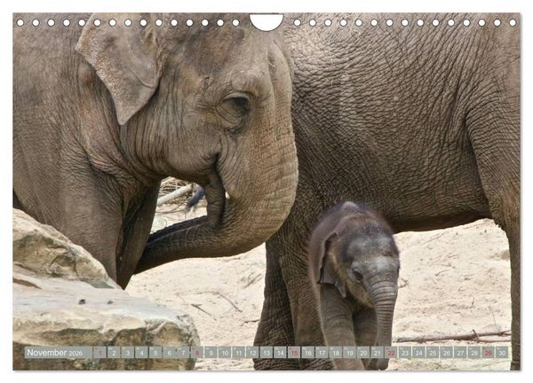 Produktbild: Asiatische und afrikanische Elefanten (Wandkalender 2026 DIN A4 quer), CALVENDO Monatskalender