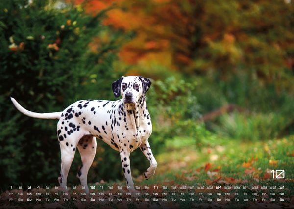 Produktbild: Wuff - Unsere Vierbeiner - Der Hundekalender - 2027 - Kalender DIN A3