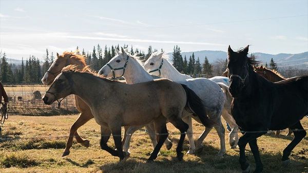 Produktbild: Heartland - Paradies f&uuml;r Pferde - Staffel 10.2 [3 DVDs]