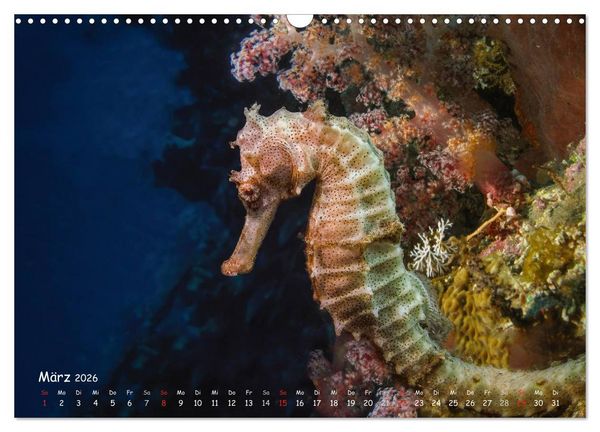 Produktbild: Hippocampus oder einfach nur Seepferdchen (Wandkalender 2026 DIN A3 quer), CALVENDO Monatskalender