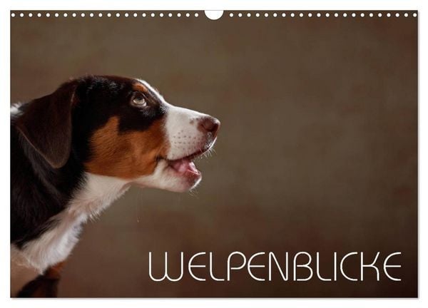 Produktbild: Welpenblicke (Wandkalender 2026 DIN A3 quer), CALVENDO Monatskalender