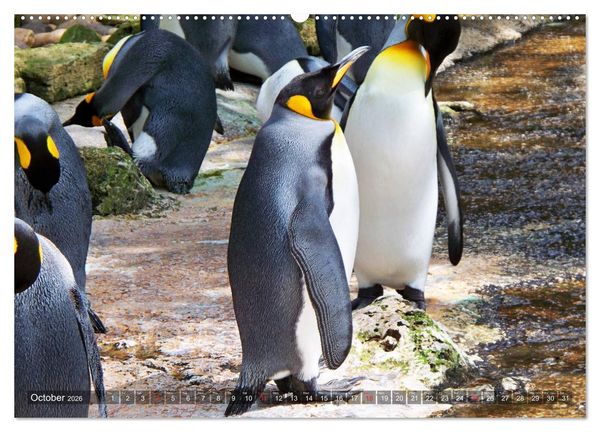 Produktbild: Penguins Unique and amazing birds (High Quality Premium Wall Calendar 2026 DIN A2 landscape),CALVENDO 12 Month Wall Calendar