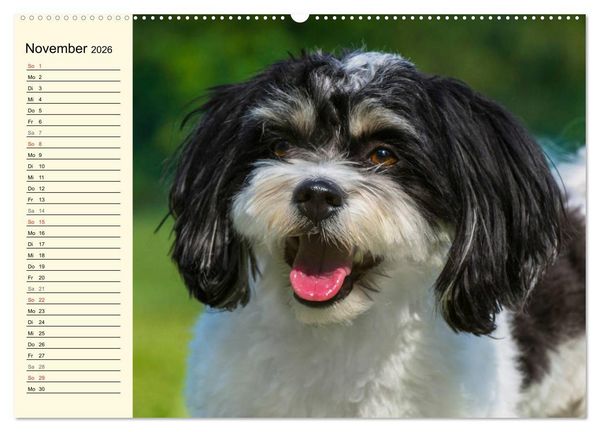Produktbild: Havaneser - Herz auf 4 Pfoten (Wandkalender 2026 DIN A2 quer), CALVENDO Monatskalender