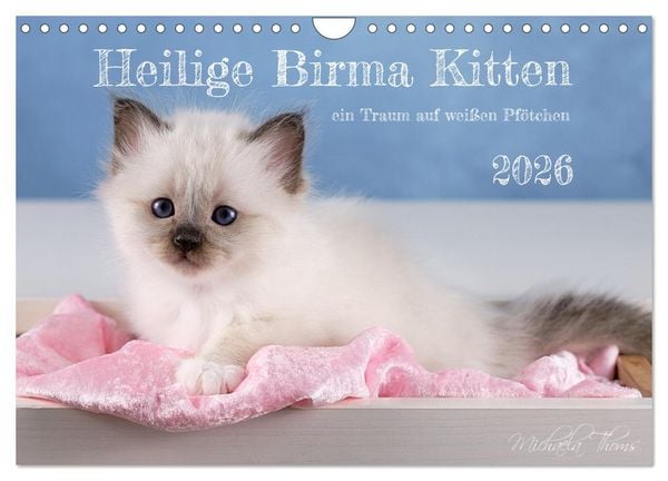 Produktbild: Heilige Birma Kitten - ein Traum auf wei&szlig;en Pf&ouml;tchen (Wandkalender 2026 DIN A4 quer), CALVENDO Monatskalender