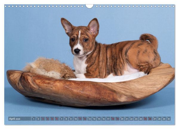 Produktbild: Basenji-Sch&ouml;nheiten (Wandkalender 2026 DIN A3 quer), CALVENDO Monatskalender