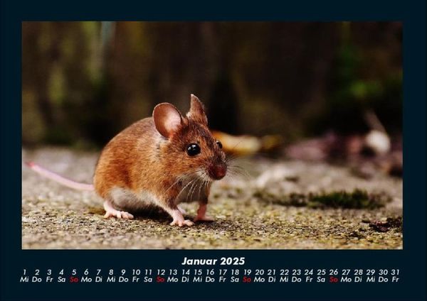 Produktbild: Der Tierkalender 2025 Fotokalender DIN A4