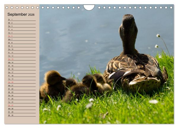 Produktbild: G&auml;nse und Enten. Schnattern, watscheln, quaken! (Wandkalender 2026 DIN A4 quer), CALVENDO Monatskalender