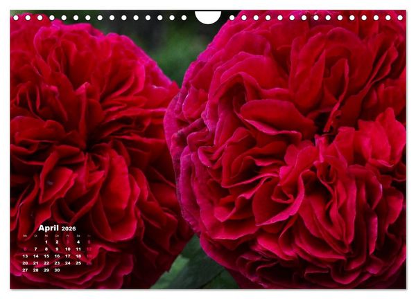 Produktbild: Zauberhafter Rosenreigen (Wandkalender 2026 DIN A4 quer), CALVENDO Monatskalender