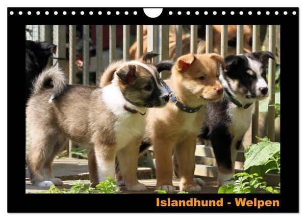 Islandhund - Welpen / CH-Version (Wandkalender 2026 DIN A4 quer), CALVENDO Monatskalender