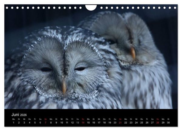 Produktbild: Greifv&ouml;gel (Wandkalender 2026 DIN A4 quer), CALVENDO Monatskalender