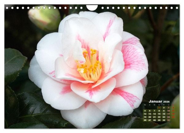 Produktbild: Kamelien - Bl&uuml;tensch&ouml;nheiten (Wandkalender 2026 DIN A4 quer), CALVENDO Monatskalender