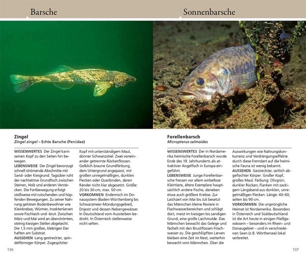 Produktbild: Welcher Fisch ist das?