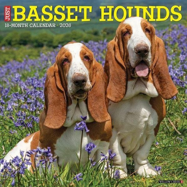 Produktbild: Basset Hounds 2026 Wall Calendar