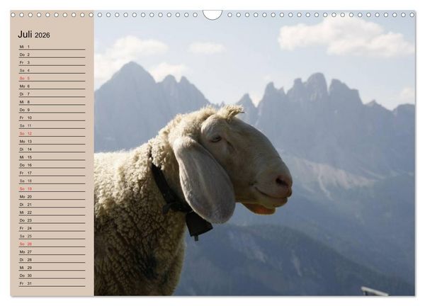 Produktbild: Schafe z&auml;hlen leicht gemacht! (Wandkalender 2026 DIN A3 quer), CALVENDO Monatskalender