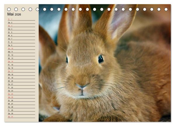 Produktbild: Kaninchen und Hasen (Tischkalender 2026 DIN A5 quer), CALVENDO Monatskalender