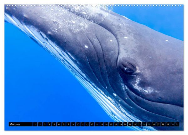 Produktbild: Die blaue Welt der Wale (hochwertiger Premium Wandkalender 2026 DIN A2 quer), Kunstdruck in Hochglanz