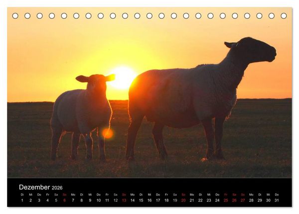 Produktbild: Schafe in Dithmarschen (Tischkalender 2026 DIN A5 quer), CALVENDO Monatskalender