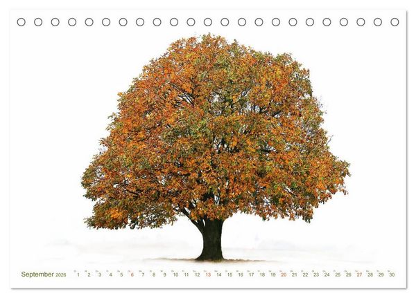 Produktbild: B&Auml;UME - wie gemalt (Tischkalender 2026 DIN A5 quer), CALVENDO Monatskalender