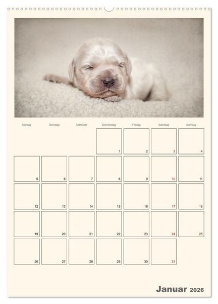 Produktbild: Zauberhafte Golden Retriever (Wandkalender 2026 DIN A2 hoch), CALVENDO Monatskalender
