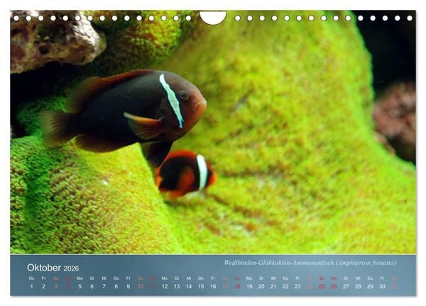 Produktbild: Riffbewohner - Bunte Fische, Anemonen und noch viel mehr (Wandkalender 2026 DIN A4 quer), CALVENDO Monatskalender