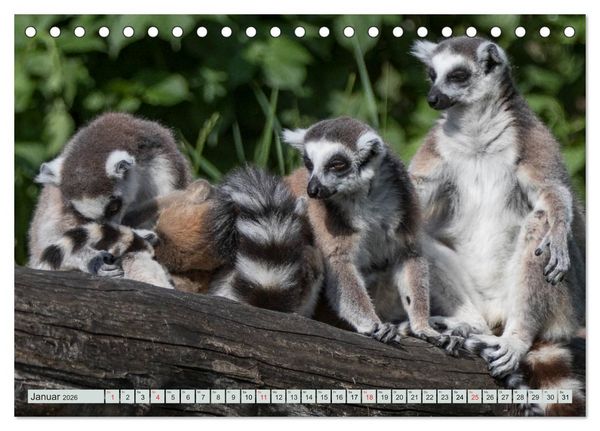 Produktbild: Makis ganz s&uuml;ss (Tischkalender 2026 DIN A5 quer), CALVENDO Monatskalender